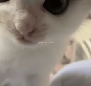 👊 831e80d4 @kynt.lover1994 kucing, hewan, peliharaan, lucu, domestik, felin whatsapp sticker