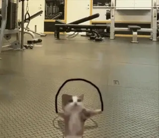 🤩 9ec83450 kucing, hewan, olahraga, lompat tali, gym whatsapp sticker