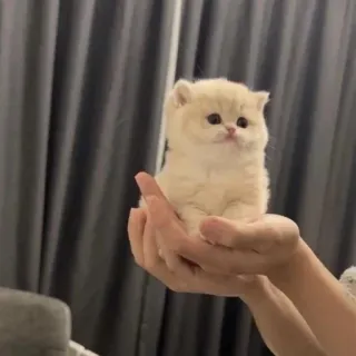 🙁 b4d86c61 kucing, anak kucing, binatang, lucu, hewan peliharaan whatsapp sticker