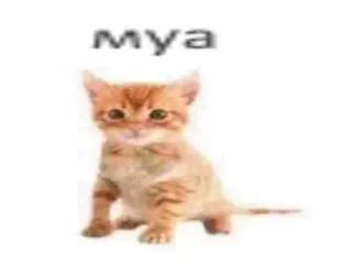 💋 c8516594 Mya kucing, anak kucing, hewan, peliharaan, imut, rusia whatsapp sticker