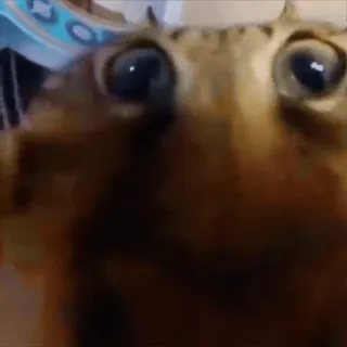 🤩 cc46af88 kucing, binatang, hewan peliharaan, close-up, mata, mamalia whatsapp sticker