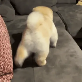 ☺️ f28f955e anjing, anak anjing, lucu, hewan, hewan peliharaan, pomeranian whatsapp sticker