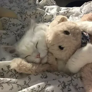 🌟 64a03509 고양이, 애완 동물, 봉제 인형, 장난감, 수면, 동물 whatsapp sticker