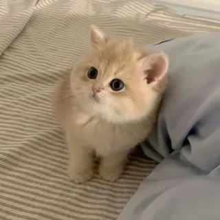 🌟 99704c38 고양이, 새끼 고양이, 귀여운, 애완동물, 동물, 집고양이 whatsapp sticker