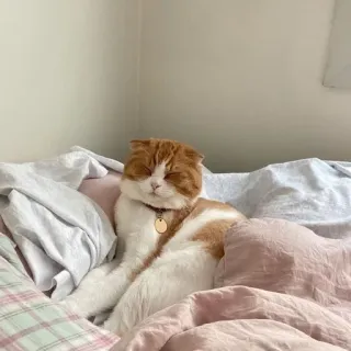 🌟 9faf56fd 고양이, 애완동물, 동물, 귀여운, 졸린, 침대 whatsapp sticker