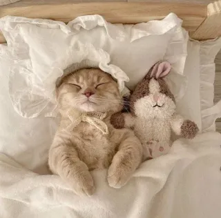 🌟 b6959553 고양이, 자는, 귀여운, 새끼 고양이, 토끼, 사랑스러운, 애완 동물 whatsapp sticker