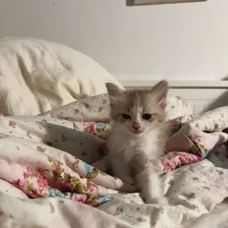 🌟 f427b751 새끼 고양이, 고양이, 동물, 애완 동물, 귀여운, 침대, 푹신한, 집고양이 whatsapp sticker
