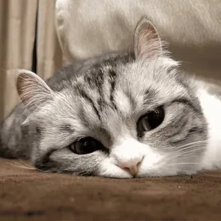 🙁 08702933 gato, animal, mascota, felino, animal doméstico, lindo, gato doméstico telegram sticker