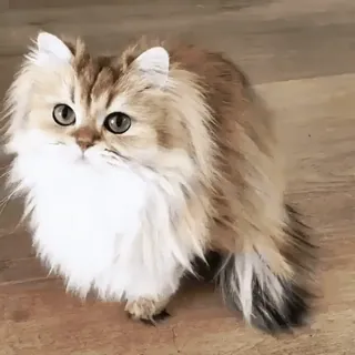 🥺 18ac5827 gato, mascota, animal, esponjoso, lindo, doméstico, felino telegram sticker