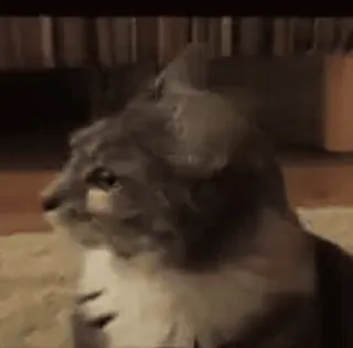 😳 1a398691 gato, animal, animal doméstico, mascota, felino, mamífero telegram sticker