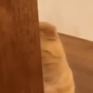 😅 1f5e7a59 gato, escondido, mirando, gato naranja, animal telegram sticker