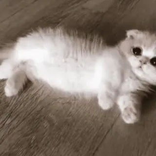 🥺 2d68d5dc gato, gatito, animal, mascota, lindo, animal doméstico telegram sticker