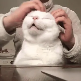 😩 3421fe1a gato, animal, mascota, gato blanco, masaje, gato doméstico, lindo telegram sticker