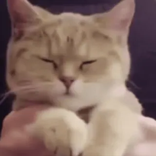 😚 35fe010a gato, animal, mascota, lindo, durmiendo, gato doméstico, mamífero telegram sticker