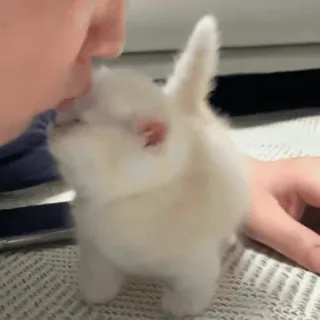 😚 394655aa gatito, lindo, animal, mascota, blanco, esponjoso telegram sticker