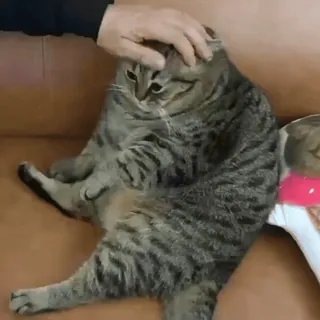 😢 44b6f781 gato, mascota, animal, gato doméstico, atigrado, felino telegram sticker