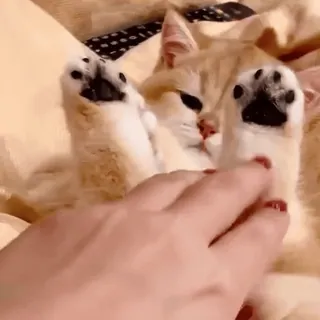 😍 50856825 gato, animal, pata, lindo telegram sticker