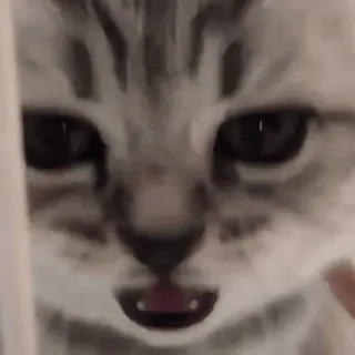 😲 73e455df gato, animal, mascota, lindo, gracioso telegram sticker