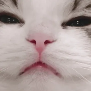 😠 7ff249b1 gato, animal, mascota, mamífero, felino, cara, gato doméstico telegram sticker