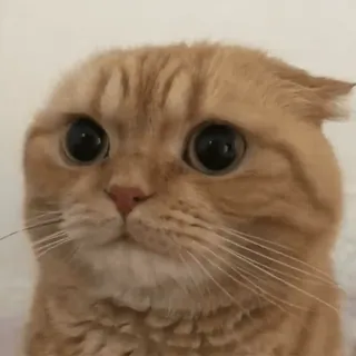 😐 81ecc5c8 gato, animal, mascota, scottish fold, lindo, gracioso telegram sticker