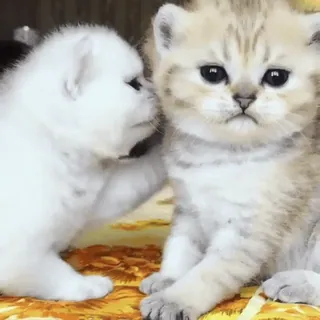 🫂 88648d76 gatos, gatitos, animales, mascotas, lindo, susurrando, animales domésticos telegram sticker