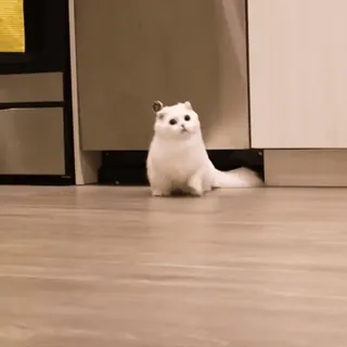 🥺 92112a5b gato, gato blanco, lindo, mascota, animal telegram sticker