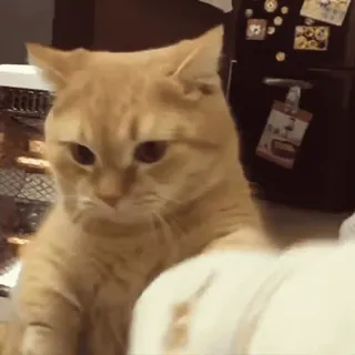 👊 99c47c4c gato, animal, mono, mascota, gato doméstico, gato naranja telegram sticker