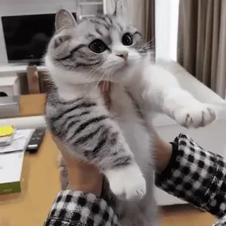 🥺 a5fabacc gato, animal, mascota, lindo, gato doméstico telegram sticker