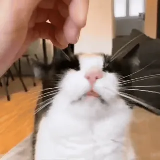 😃 b41dbef1 gato, mascota, animal, doméstico, felino telegram sticker