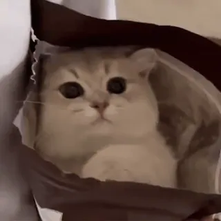 🥰 b854c7b6 gato, animal, lindo, mascota, bolsa, gatito telegram sticker