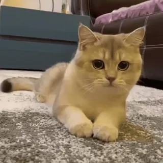 👅 b9b6b21e gato, animal, lindo, doméstico, felino, mascota telegram sticker