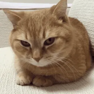 😒 b9ddf5f1 gato, animal, mascota, animal doméstico telegram sticker