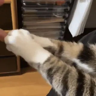 🤝 e7b18f22 gato, jugando, atigrado, animal, mascota, lindo telegram sticker