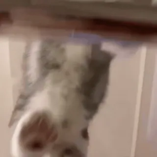 🐾 ea7236c3 telegram sticker