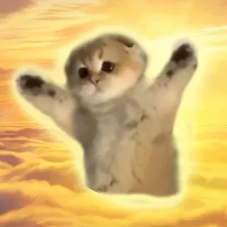 🙏 345282c5 Katze, Kätzchen, Himmel, Wolken, glücklich, süß, Tier whatsapp sticker