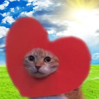 🥰 5010ebc9 Katze, Herz, Tier, süß, Haustier, Liebe whatsapp sticker