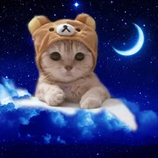 😴 51403569 Katze, Kätzchen, Bärenmütze, niedlich, Sterne, Mond, Wolken, Nacht whatsapp sticker