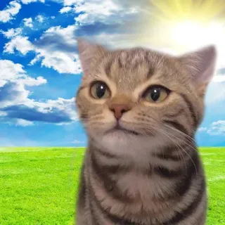 🤨 5c9690ef Katze, Tier, Hauskatze, Getigerte Katze, Haustier, Süß, Kätzchen whatsapp sticker