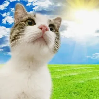 🤡 86366e36 Katze, Tier, Haustier, Himmel, Feld, Natur whatsapp sticker