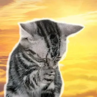 🙏 90d06798 Katze, Kätzchen, Himmel, Wolken, Sonnenuntergang, entzückend whatsapp sticker