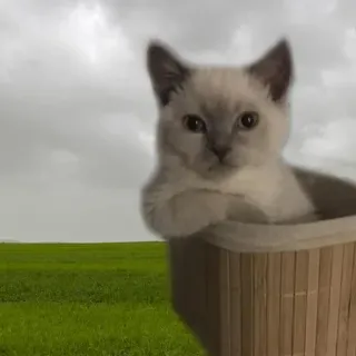 😠 bf35b888 Katze, Kätzchen, süß, Haustier, Tier, Korb whatsapp sticker