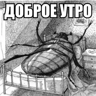 😌 2467789b ДОБРОЕ УТРО Bonjour, Coléoptère, Insecte, Lit, Russe, Salutation telegram sticker