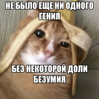 🕊 96e53fb4 НЕ БЫЛО ЕЩЕ НИ ОДНОГО ГЕНИЯ
БЕЗ НЕКОТОРОЙ ДОЛИ БЕЗУМИЯ chat, mème, humour, drôle, banane, génie, folie telegram sticker