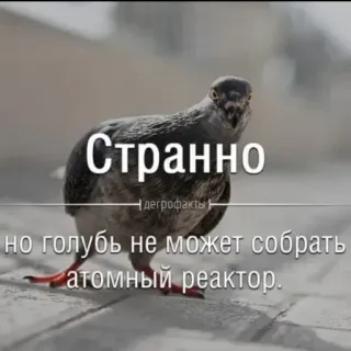 😮 31ee9cfa Странно
но голубь не может собрать атомный реактор. pigeon, drôle, étrange, oiseau, mème, texte, russe whatsapp sticker