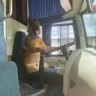 😀 75c0d49c chien, chauffeur, bus, drôle, animal, transport whatsapp sticker