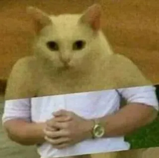 😤 a83fddf7 chat, corps humain, mème, drôle, hybride, animal, humour whatsapp sticker