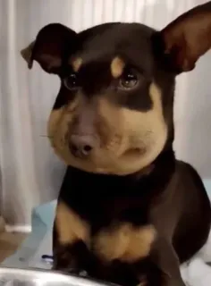 🤩 00d55d17 cão, animal, animal de estimação, picada de abelha, inchado, fofo whatsapp sticker