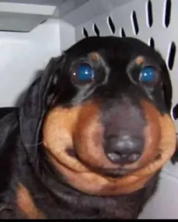 🤩 16f71b12 cão, dachshund, picada de abelha, inchado, animal, animal de estimação whatsapp sticker