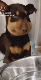 🤩 3e83327b Snapchat
@xd_yasminex3 cão, Snapchat, animal de estimação, animal, mídias sociais whatsapp sticker