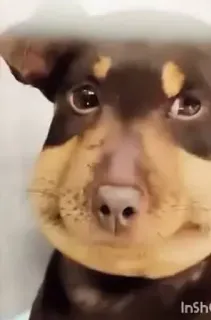 🤩 3fafcd87 cachorro, filhote, animal, animal de estimação, fofo, picada de abelha, engraçado, rosto inchado whatsapp sticker